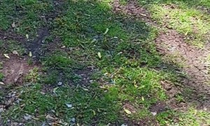 Cut Tree Branch Lands Perfectly Upright