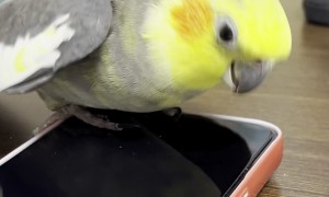 Cockatiel Taps Beak On Phone Screen