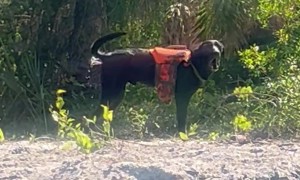 Barking Dog Squirts Water From Rear End