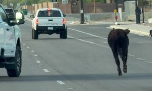 Cow Runs Across Busy Road