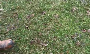 Water Bubble in the Grass