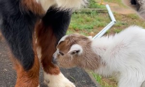 Bernese Mountain Dog Befriends Orphaned Goat