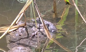 Young Crocodile Climbs on Patient Mother's Head