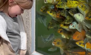 Apparently Koi Fish Compliment