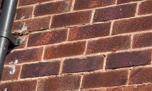 Man Brings a Squirrel Into His Apartment