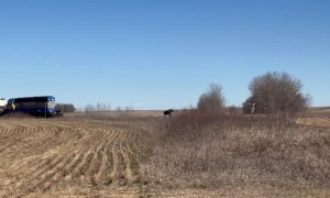 Canadian Moose Runs From Train