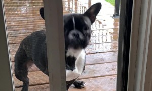 French Bulldog Determined To Get Stick Inside House