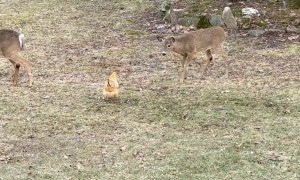 Yearling Fawn Tries To Befriend Chicken