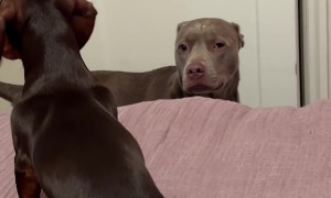 Older Dog Stoically Stares At Energetic Puppy