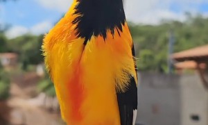 Venezuelan Troupial Sings