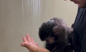Timid Monkey Takes A Shower