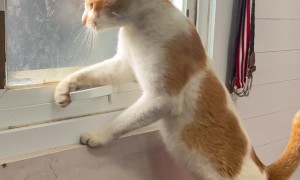 Cat Opens Window Latch and Sneaks Out