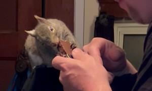 Squirrel Shares Chocolate Treat With Dad
