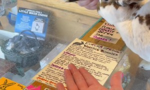 Local Shop Has Bunnies Working the Counter