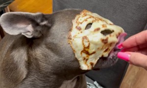 French Bulldog Gets a Delicious Disguise