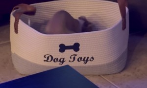 Italian Greyhound Puppy Plays In Toy Box