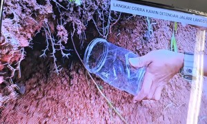 Watching TV With a King Cobra