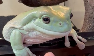 Hungry Frog