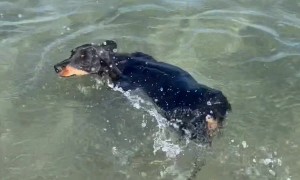 Dachshund's Propeller Tail in Turbo Mode