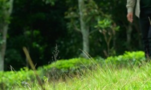 Snake Plants Peck On Man's Neck