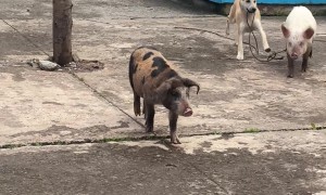 Pup Teasing a Pig