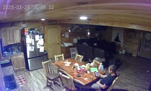 Man Unfazed by Kangaroo Jumping on Counter Top