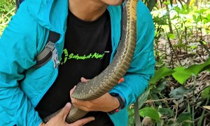 Man Kissing His Pet King Cobra