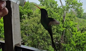 Hand Feeding A Hummingbird