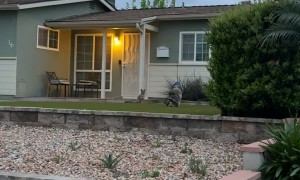 Raccoons Get Frisky While Fox Stares