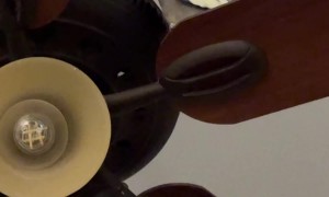 Cockatiel Taps Ceiling Fan