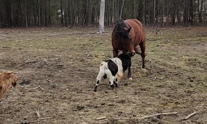 Goat Tries to Headbutt a Horse
