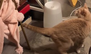 Orange Cat Discovers Humidifier Steam