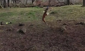 Pittie Has the Time of His Life Swinging From Tree
