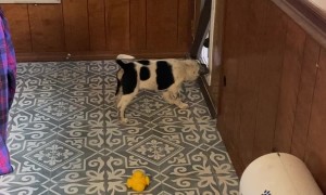 Dog Teaches Pup to Use Doggy Door