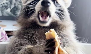 Raccoon Eats Pancakes With Pleasure