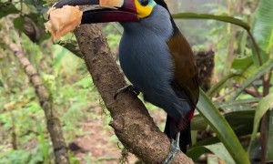 Toucan Takes Bite Of Banana