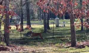 Dog Plays With Friendly Deer