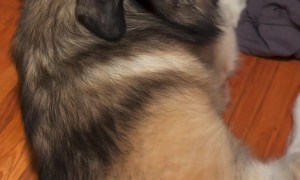 Giant Guard Dog Says Goodnight