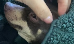 Girl Sneaks Dog to Class in Her Backpack