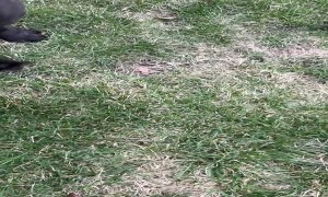 Frenchie Goes On Easter Egg Hunt