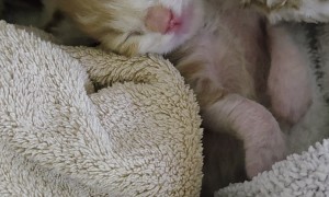 Seven Day Old Kitten Waking Up