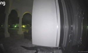 Alligator at the Front Door in Osprey, Florida