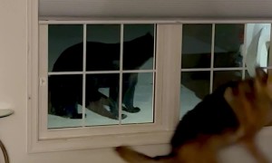 Quiet Night at Home Interrupted by Bear at Window