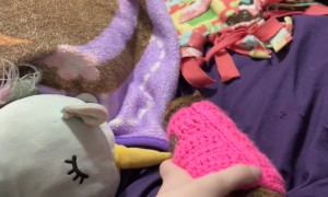 Gordie the Rat Tries on His Gorgeous Sweater