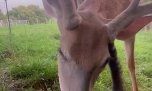 Cat Loves on Velvety Buck