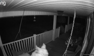 Dog Goes For A Midnight Swing On Porch