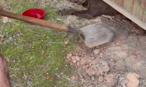 Couple Frees Dog Trapped Under Building
