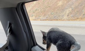 Curious Puppy Falls Out Of Parked Car Window
