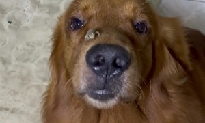 Kobe the Golden Retriever and His New Friend Lizard