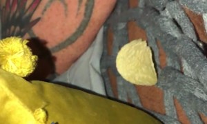 Growling Persian Cat Claims Crisps